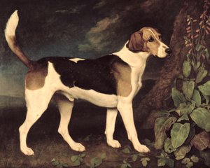 Ringwood, en Brocklesby Foxhound, 1792 swed